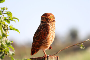burrowing owl