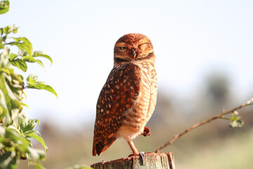 burrowing owl
