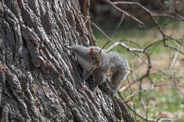 Closeup of a squirrel in a tree.