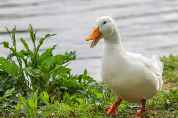 Closeup of a pekin duck.