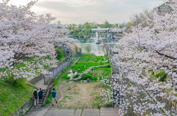 琵琶湖疏水と桜