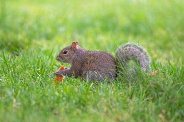 Closeup of a squirrel.