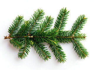 pine tree branch isolated on a white background in a close up. Christmas green spruce with foliage and small buds 