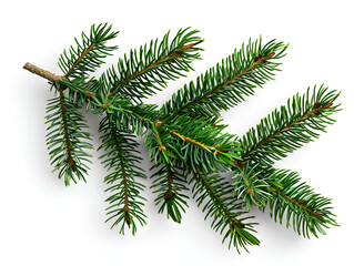 Obraz premium pine tree branch isolated on a white background in a close up. Christmas green spruce with foliage and small buds 