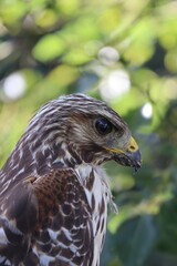 Red Tailed Hawk