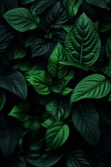  Green Sanctuary Dark Leafy Elegance for Backgrounds and Wallpaper.