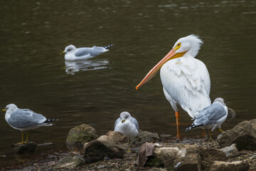 Closeup of an American white pelican.