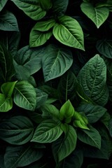 Nature's Velvet Close-Up of Dark Green Leaves for Luxurious Wallpaper