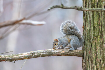 Closeup of a squirrel.