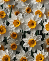 Obraz premium bouquet of daisies Pattern for tumbler