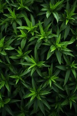 Verdant Retreat Close-Up of Dark Green Leaves Offering a Relaxing Background