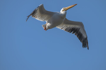 Closeup of an American white pelican in flight.