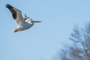 Closeup of an American white pelican in flight.
