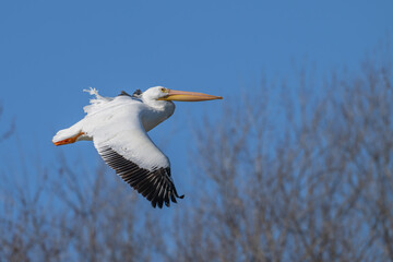 Closeup of an American white pelican in flight.