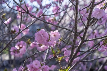 木漏れ日浴びて輝く満開のピンクの桜