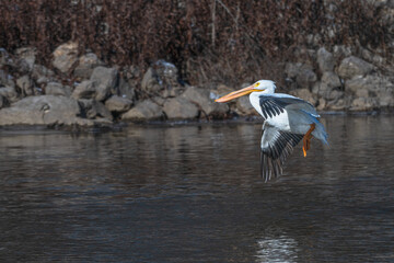 Closeup of an American white pelican in flight.
