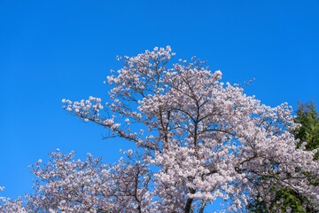 青空バックに見上げる満開のソメイヨシノ桜
