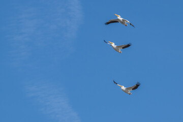 American white pelicans in flight.