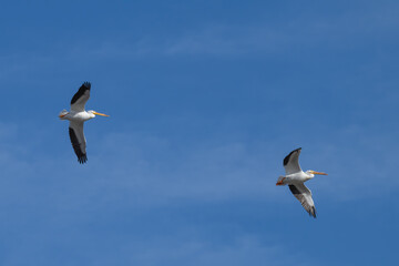 American white pelicans in flight.