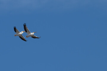 American white pelicans in flight.