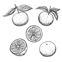 Yuzu fruits in engraving style. Set of black and white design elements, vector illustration.
