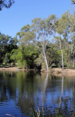 Trees on the banks of a lake of water at Reg Tanna Park in Gladstone, Queensland, Australia