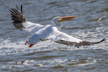 Closeup of an American white pelican in flight.