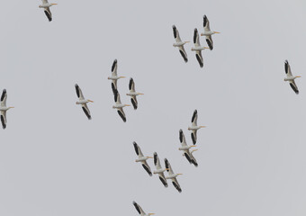 American white pelicans in flight.