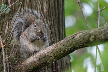 Closeup of a squirrel in a tree.
