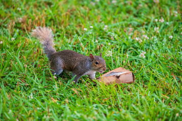 squirrel in the grass inspecting trash