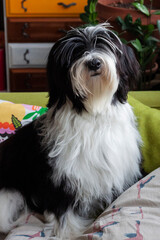 Tibetan terrier puppy