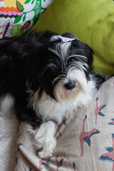 Tibetan terrier puppy