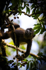 Bébé Singe hurleur, Costa_Rica. Amérique Centrale.