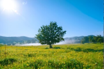 Obraz premium scenery of summer green grass meadow with tree on sunny day sky.