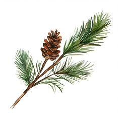 Fototapeta premium New Year's pine tree branch, without decorations, isolated on white background. Watercolour illustration.
