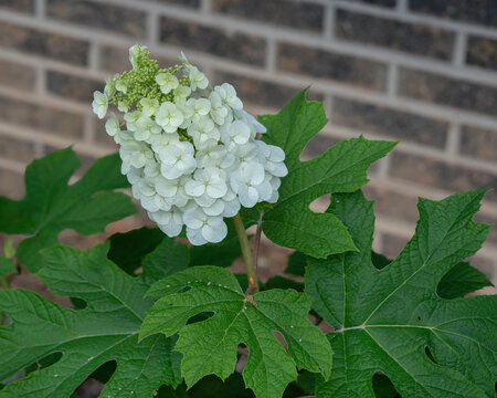 An upright cluster of the creamy-white flowers of Oak Leaf Hydrangea, Hydrangea quercifolia, surrounded by its lush green foliage. Used as a hedge in a native plant garden. Brick wall background.