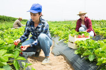 Female owner plantation harvesting ripe strawberry on farm field