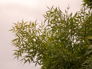 Leaves against the sky