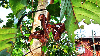 Giant butterfly on a leaf The mesmerizing beauty of a giant butterfly on a tree