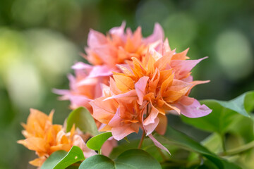 Bougainvillea glabra, lesser bougainvillea or paperflower, is the most common species of...