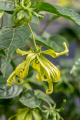 Yellow Thai Ylang-Ylang or ilang-ilang flower