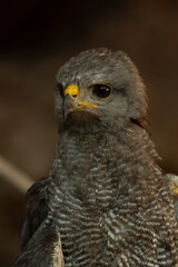 Falcon standing looking straight ahead