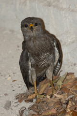 Falcon standing looking straight ahead