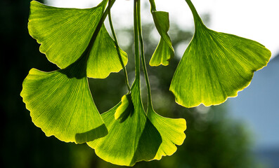 Green ginkgo leaves. Gingko foliage backlit. Close up.
