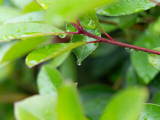 水滴が付いた植物の枝