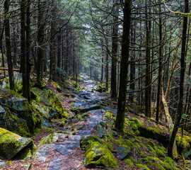 The Forney Ridge Trail Leading Through The Forest to Andrews Bald, Great Smoky Mountains National Park, Tennessee, USA