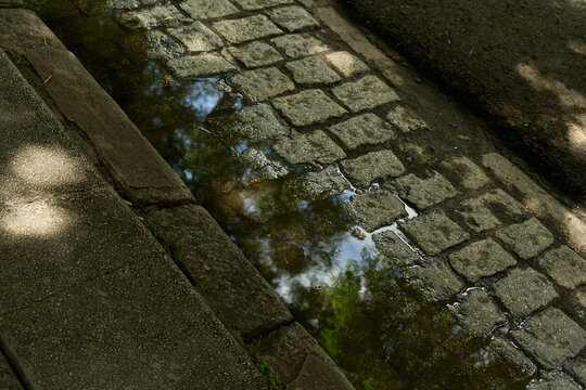 Reflejo de &aacute;rbol sobre charco en piso de piedras 