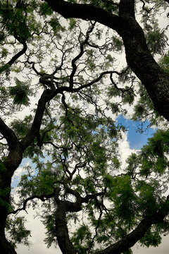 Vista nadir de &aacute;rbol y hojas con el cielo de fondo