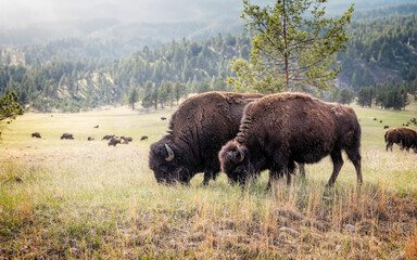 Wild Buffalo herd in the west on the great plains grasslands Black Hills