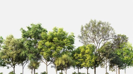 3D Rendered Forested Trees for Transparent Background Integration
